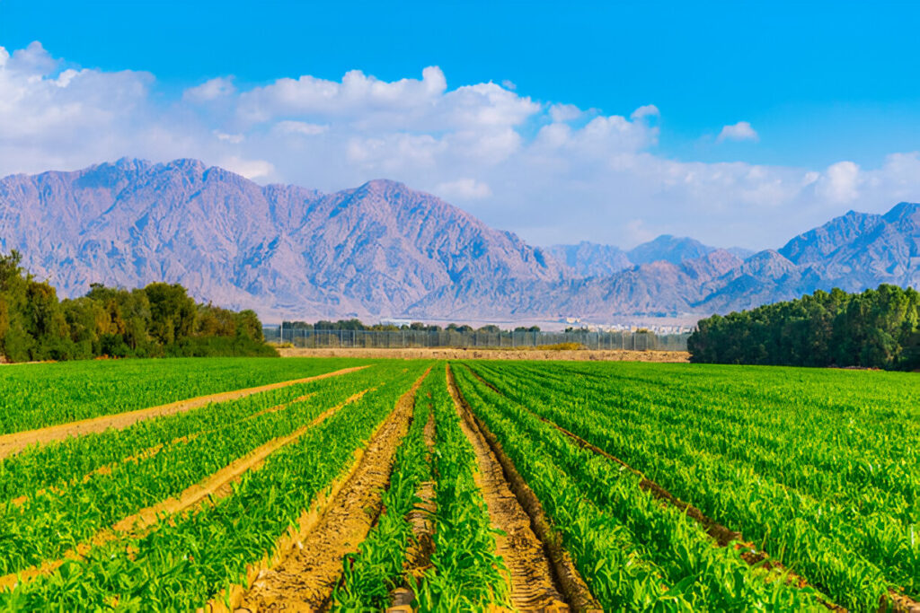 Scenic view of Gilroy, CA, featuring a beautiful garlic farm and lush green hills.