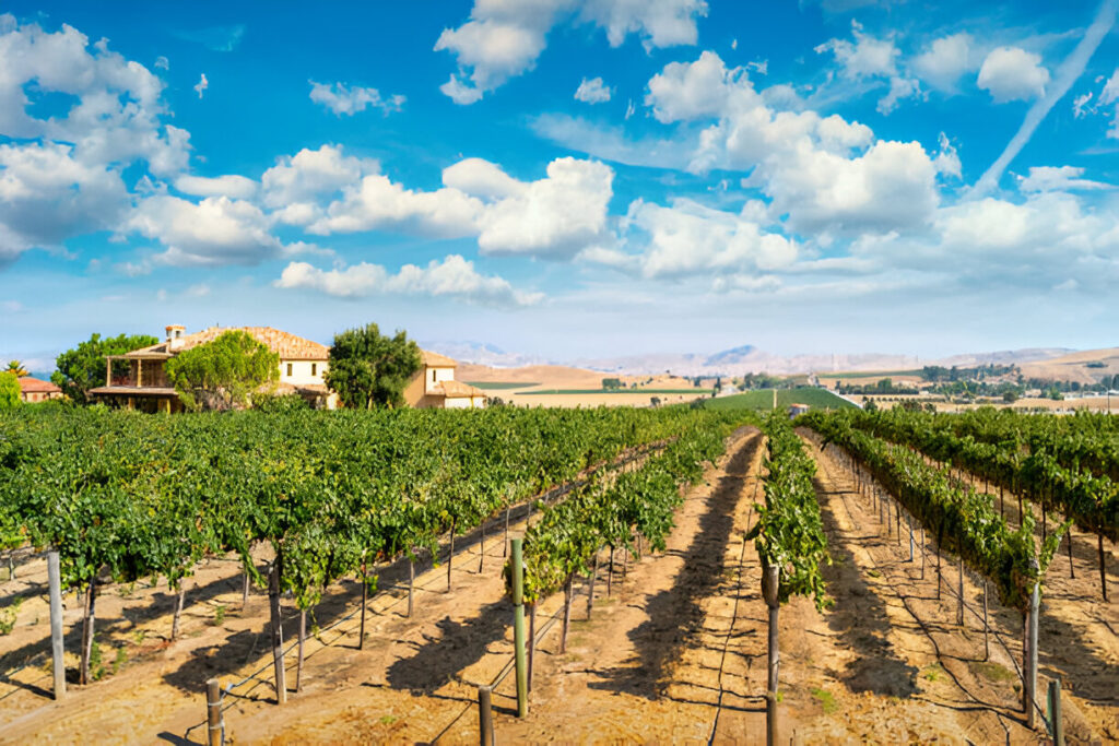 A beautiful vineyard in Livermore, California, with a charming house at the side, showcasing the region’s wine country charm and real estate appeal.